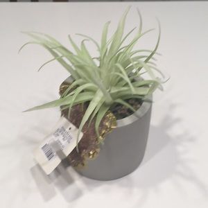 Homesense plant decor